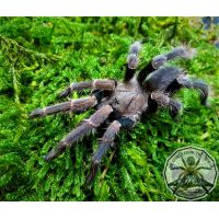 Corenocnemis cunicularia ADULT   [F]